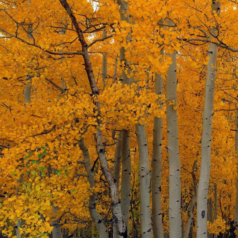 Frendorf | Quaking Aspens Dixie National Forest UT Wandkunst
