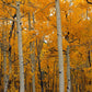 Frendorf | Quaking Aspens Dixie National Forest UT Wandkunst