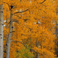 Frendorf | Quaking Aspens Dixie National Forest UT Wandkunst