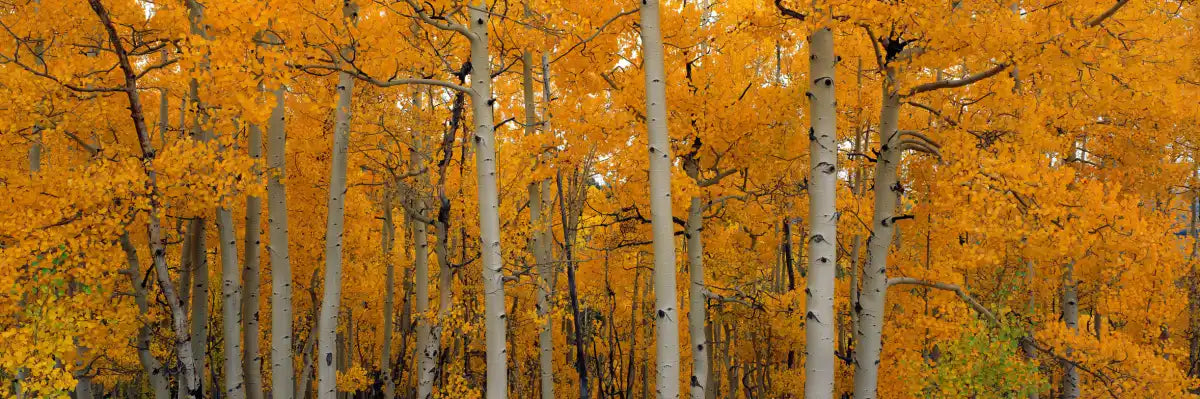 Frendorf | Quaking Aspens Dixie National Forest UT Wandkunst