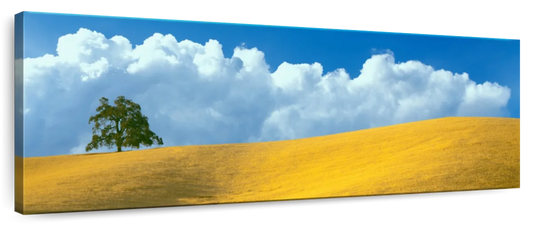 Frendorf | Lone Oak Tree At Hillside In Paso Robles Wandkunst