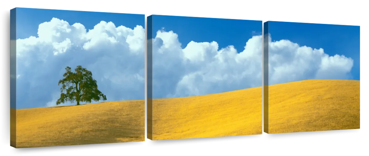 Frendorf | Lone Oak Tree At Hillside In Paso Robles Wandkunst