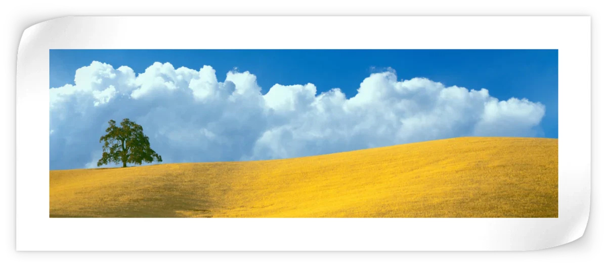 Frendorf | Lone Oak Tree At Hillside In Paso Robles Wandkunst
