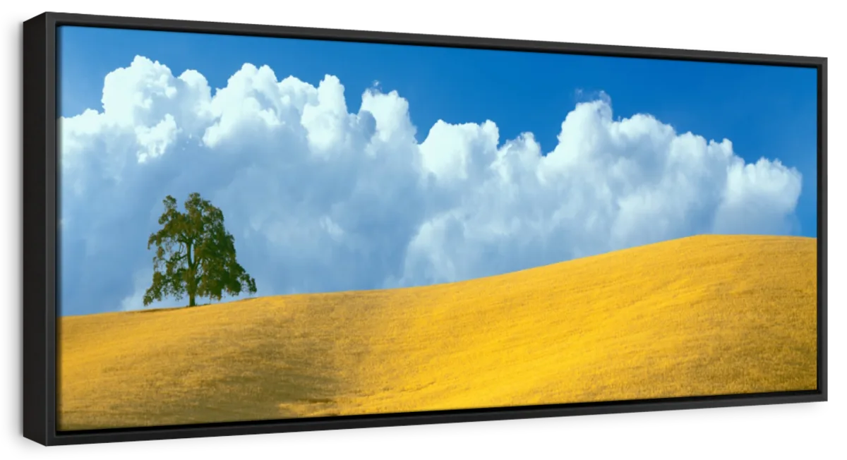 Frendorf | Lone Oak Tree At Hillside In Paso Robles Wandkunst