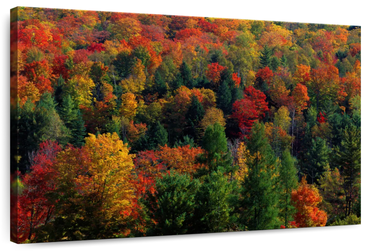 Frendorf | Herbstblätter in Vermont USA Wandkunst