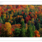 Frendorf | Herbstblätter in Vermont USA Wandkunst