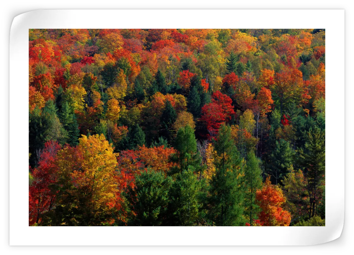 Frendorf | Herbstblätter in Vermont USA Wandkunst