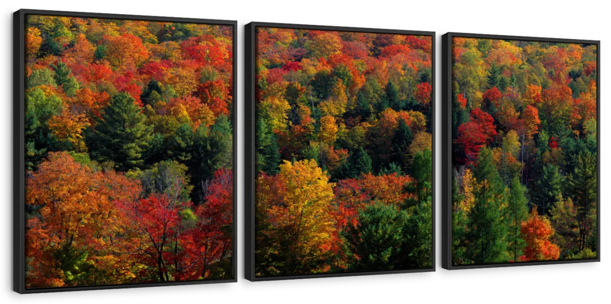 Frendorf | Herbstblätter in Vermont USA Wandkunst