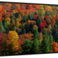 Frendorf | Herbstblätter in Vermont USA Wandkunst