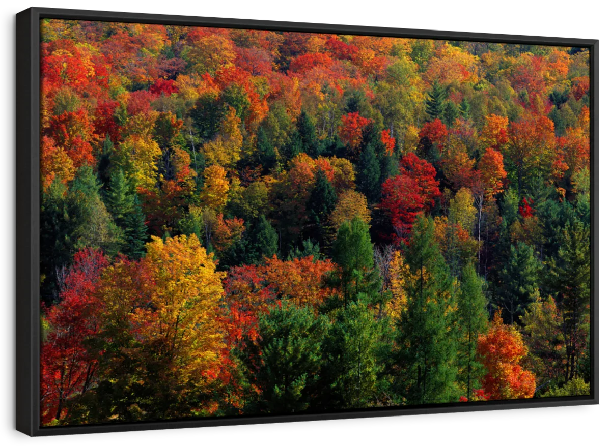 Frendorf | Herbstblätter in Vermont USA Wandkunst
