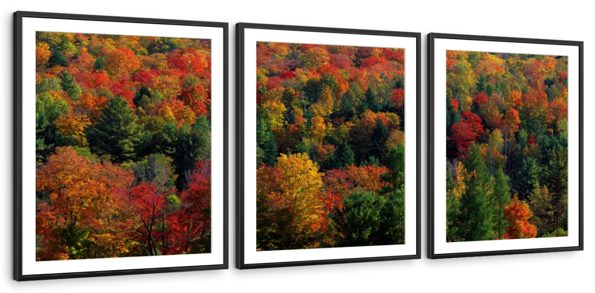 Frendorf | Herbstblätter in Vermont USA Wandkunst