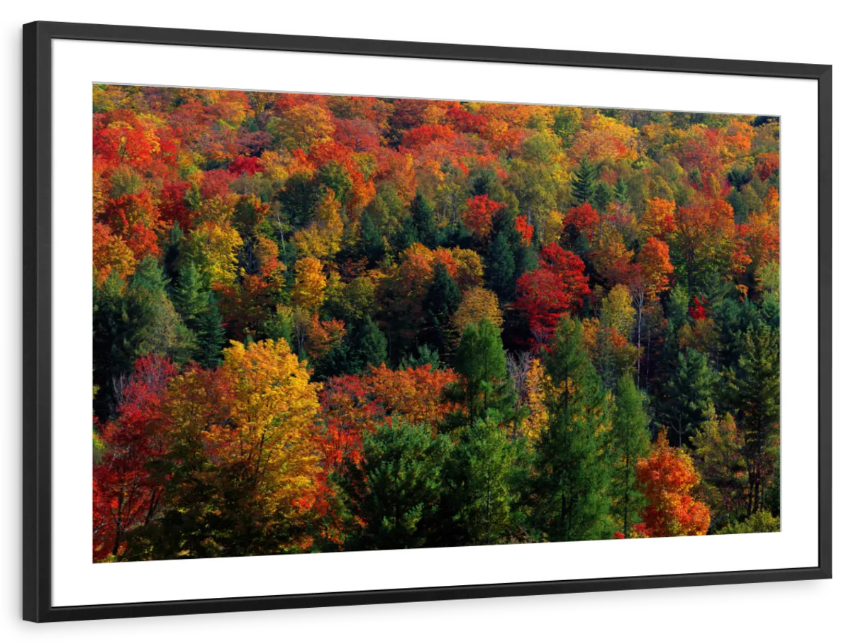 Frendorf | Herbstblätter in Vermont USA Wandkunst