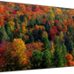 Frendorf | Herbstblätter in Vermont USA Wandkunst