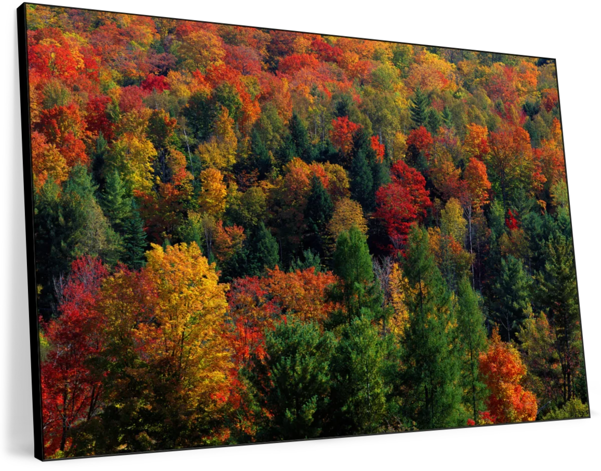 Frendorf | Herbstblätter in Vermont USA Wandkunst
