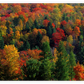Frendorf | Herbstblätter in Vermont USA Wandkunst