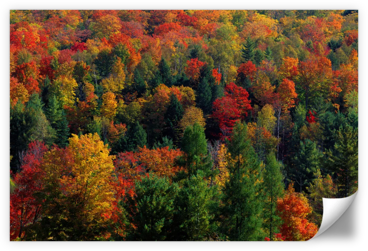 Frendorf | Herbstblätter in Vermont USA Wandkunst