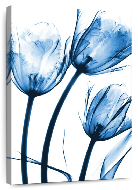 Frendorf | Drei Blaue Tulpen Wandkunst