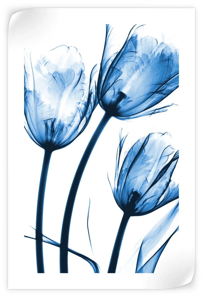 Frendorf | Drei Blaue Tulpen Wandkunst