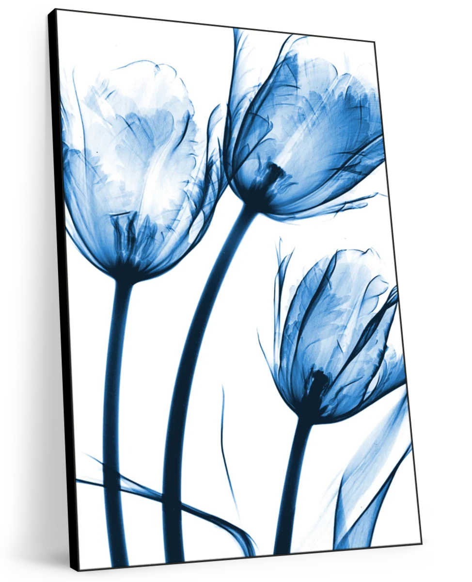 Frendorf | Drei Blaue Tulpen Wandkunst
