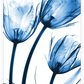 Frendorf | Drei Blaue Tulpen Wandkunst