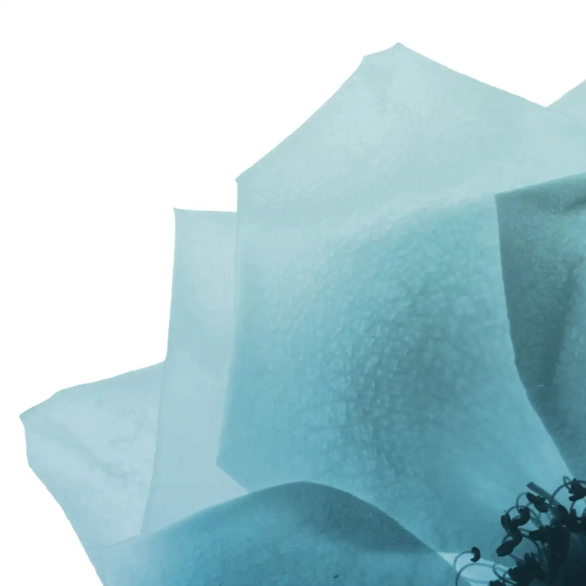 Frendorf | Rose Petal Blues I Wandkunst