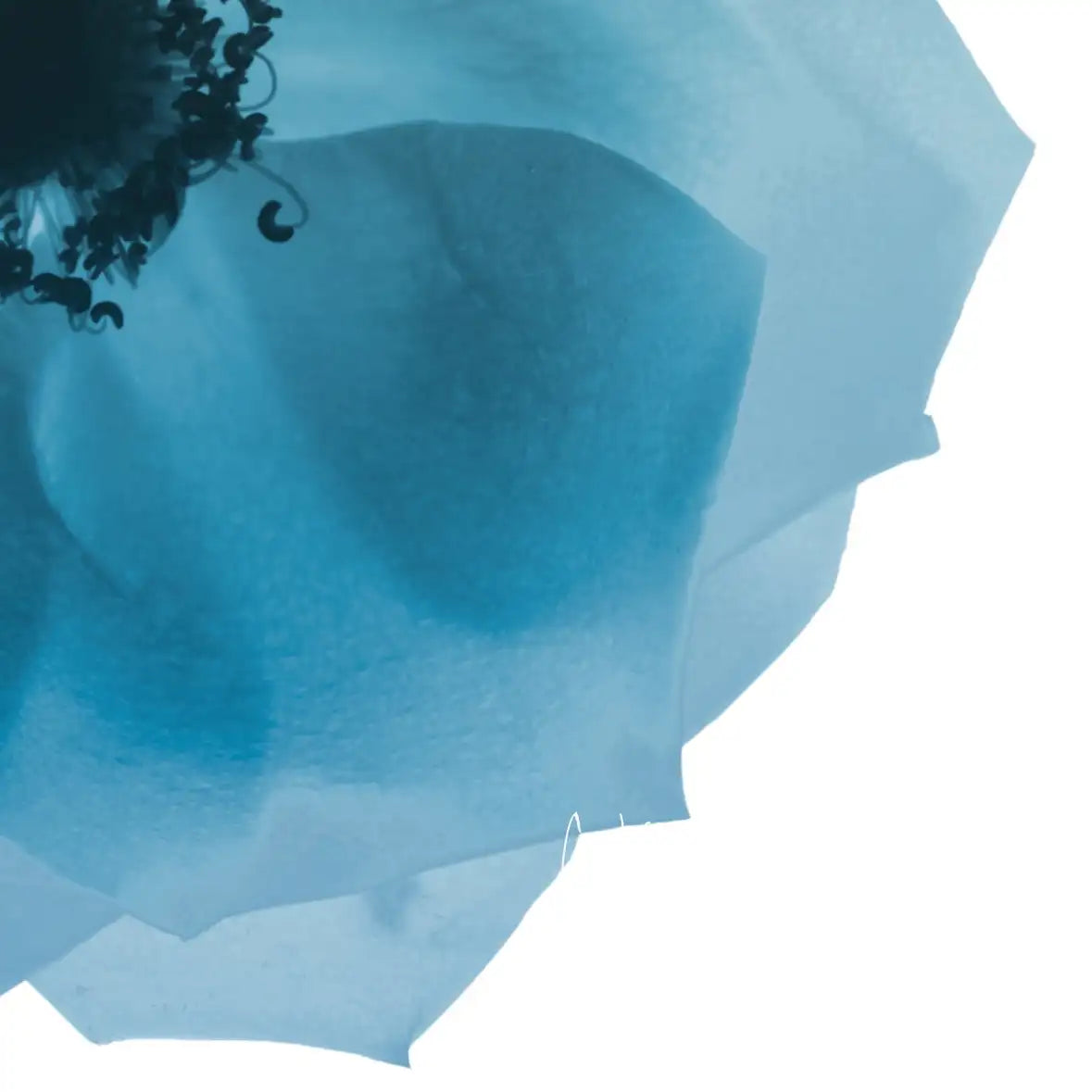 Frendorf | Rose Petal Blues I Wandkunst
