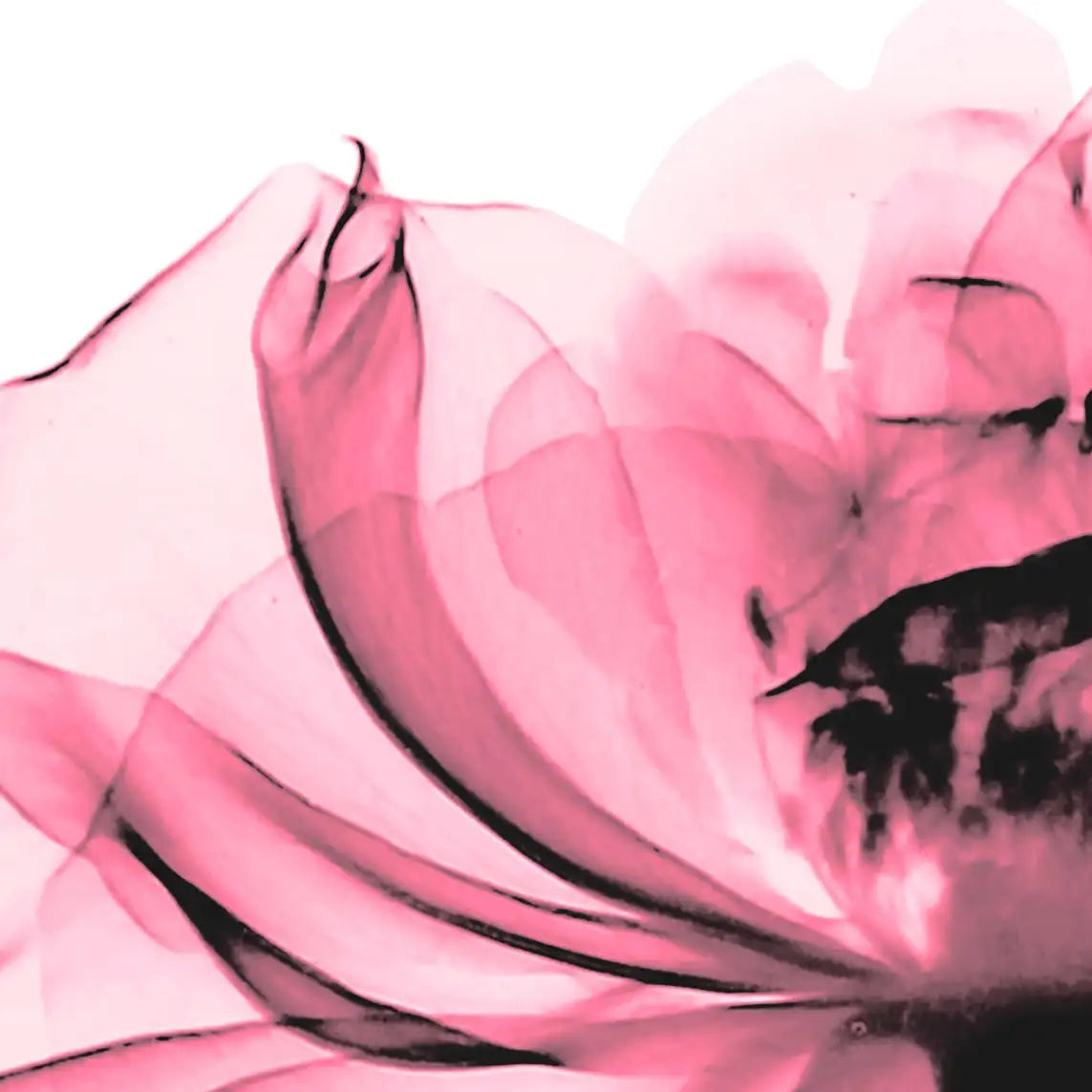 Frendorf | Rosenpink Wandkunst