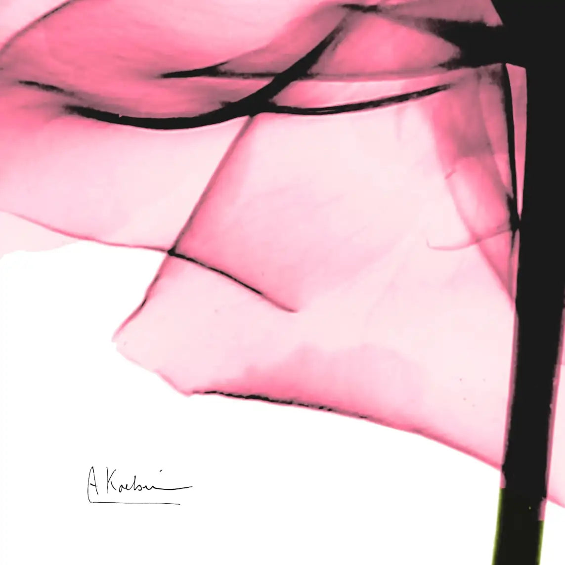 Frendorf | Rosenpink Wandkunst