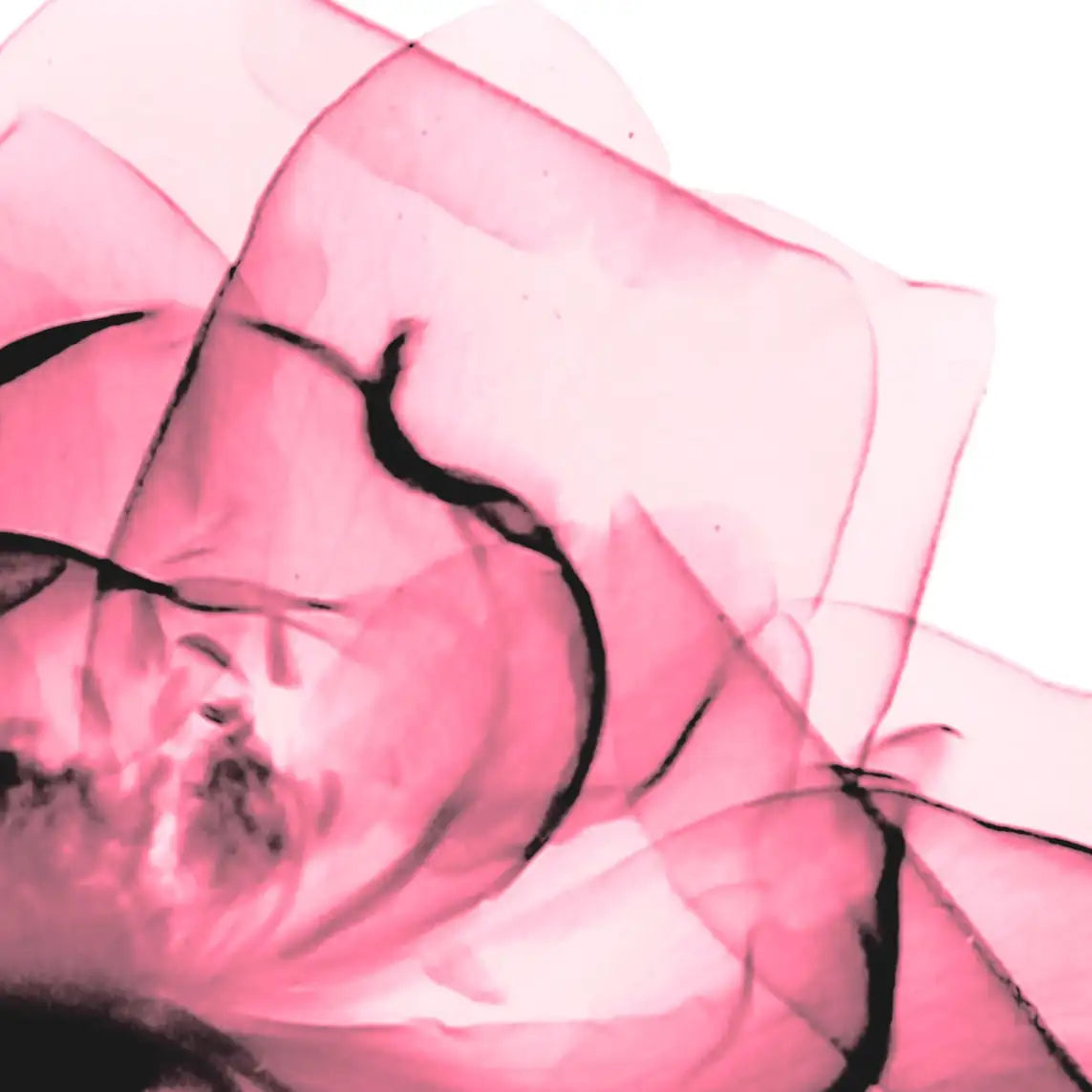 Frendorf | Rosenpink Wandkunst
