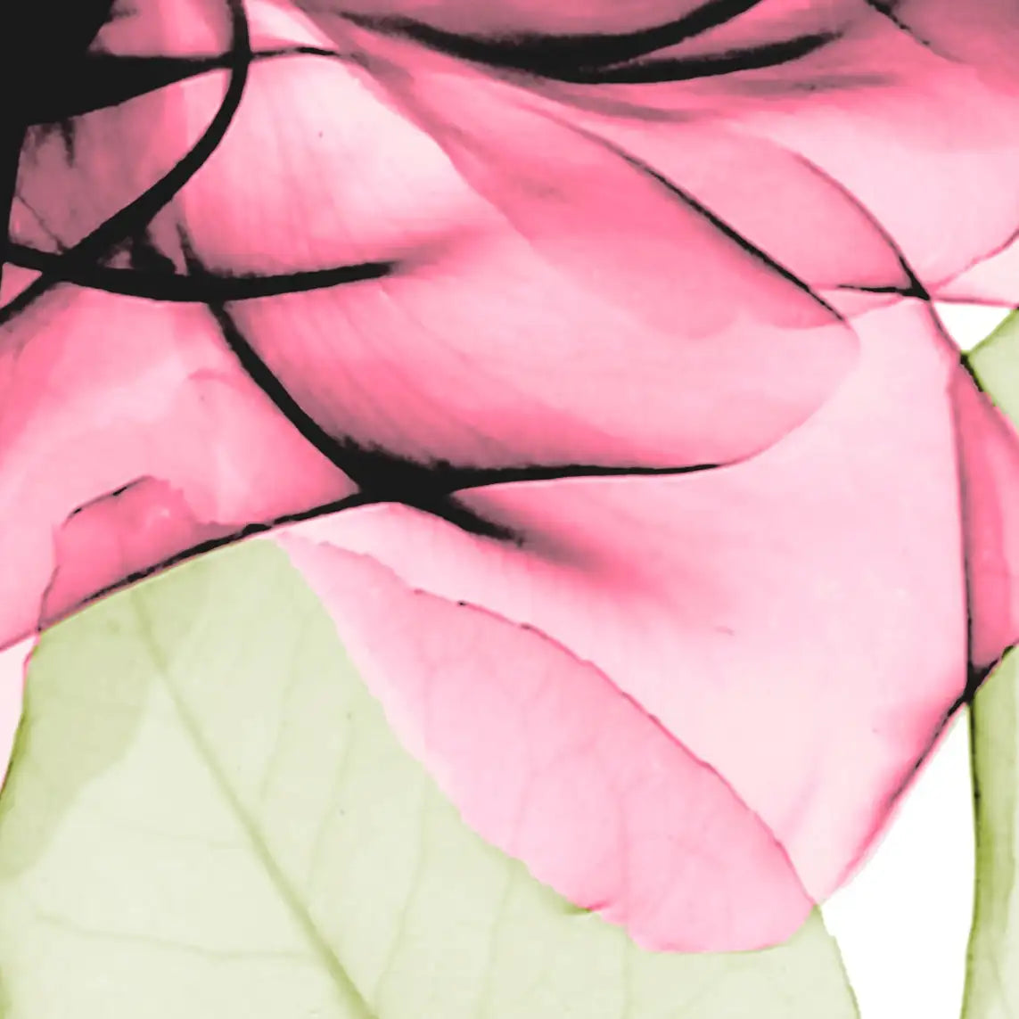 Frendorf | Rosenpink Wandkunst
