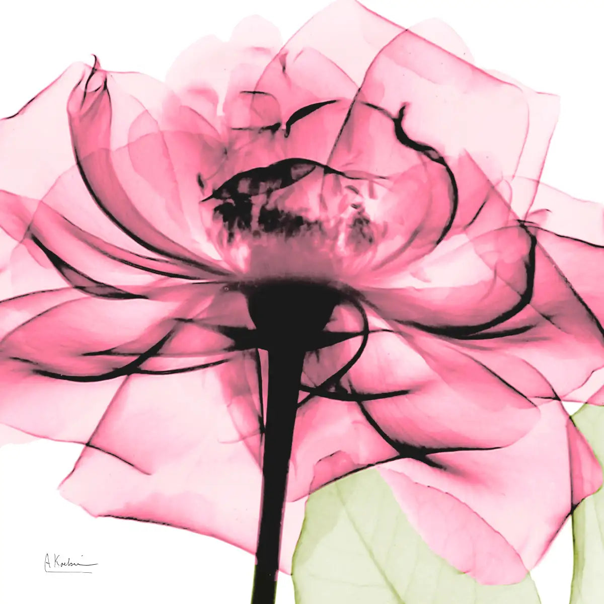 Frendorf | Rosenpink Wandkunst
