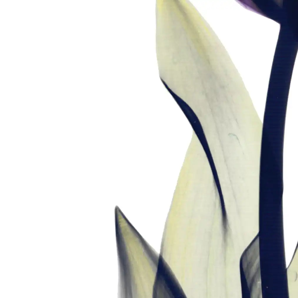 Frendorf | Royal Purple Parrot Tulpen Wandkunst