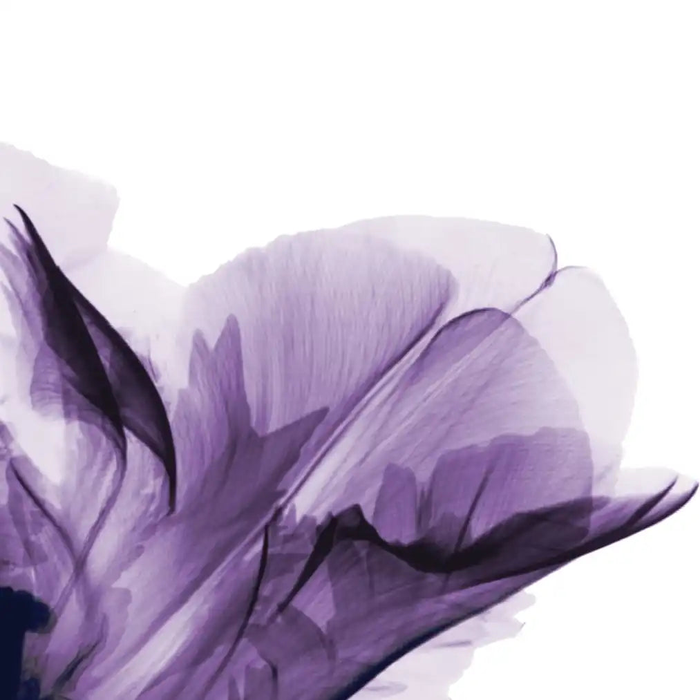 Frendorf | Royal Purple Parrot Tulpen Wandkunst