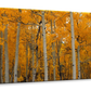 Frendorf | Quaking Aspens Dixie National Forest UT Wandkunst
