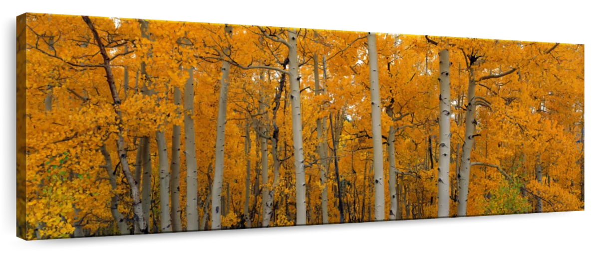 Frendorf | Quaking Aspens Dixie National Forest UT Wandkunst
