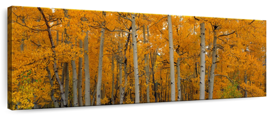 Frendorf | Quaking Aspens Dixie National Forest UT Wandkunst