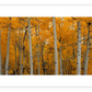 Frendorf | Quaking Aspens Dixie National Forest UT Wandkunst