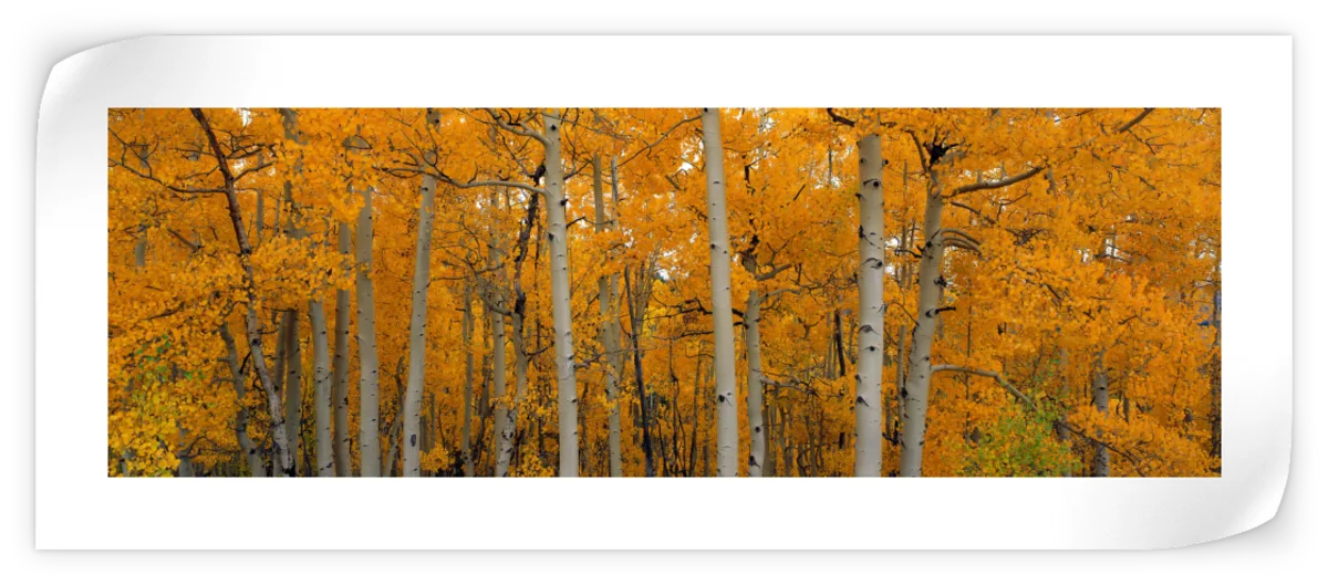 Frendorf | Quaking Aspens Dixie National Forest UT Wandkunst