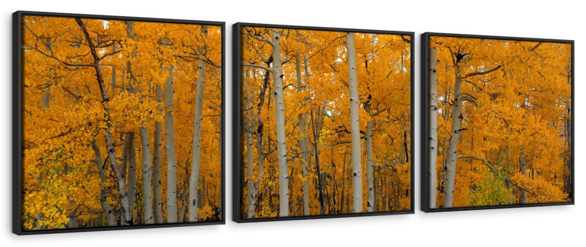 Frendorf | Quaking Aspens Dixie National Forest UT Wandkunst