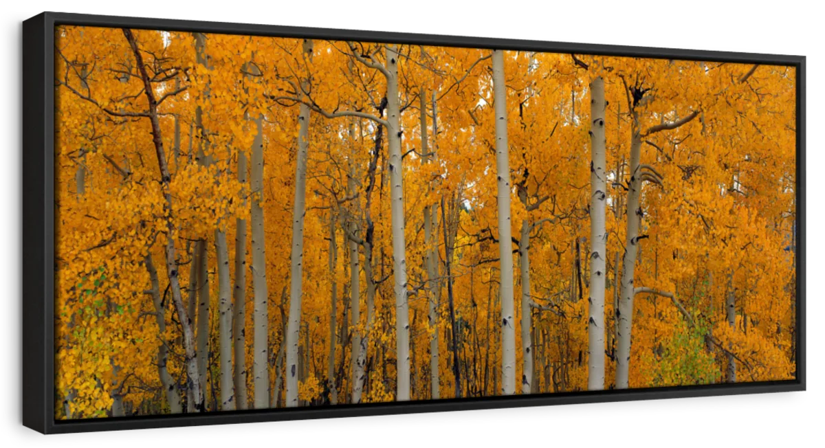 Frendorf | Quaking Aspens Dixie National Forest UT Wandkunst