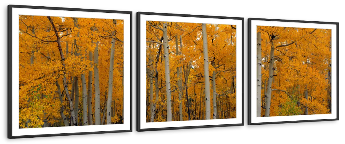 Frendorf | Quaking Aspens Dixie National Forest UT Wandkunst