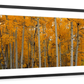 Frendorf | Quaking Aspens Dixie National Forest UT Wandkunst