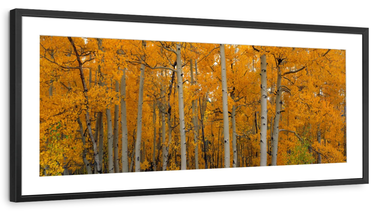 Frendorf | Quaking Aspens Dixie National Forest UT Wandkunst