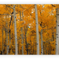 Frendorf | Quaking Aspens Dixie National Forest UT Wandkunst
