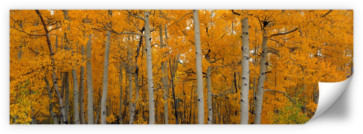 Frendorf | Quaking Aspens Dixie National Forest UT Wandkunst