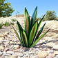 Frendorf | GardenShine | Waterdicht Eeuwige Agave Rustiek Sculptuur