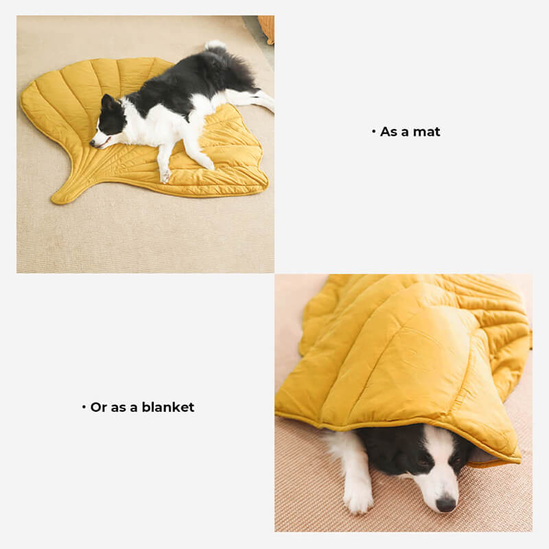 blattförmige hundedecke