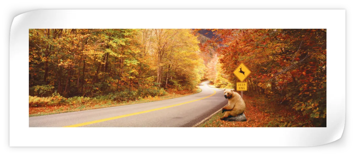 Frendorf | Herbststraße mit Bären am Rehüberquerungsschild Wandkunst