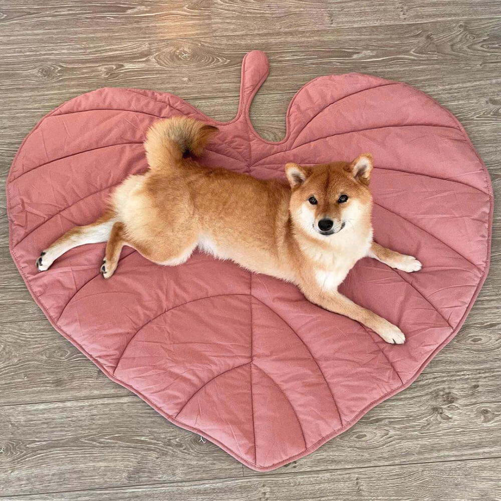 blattförmige hundedecke