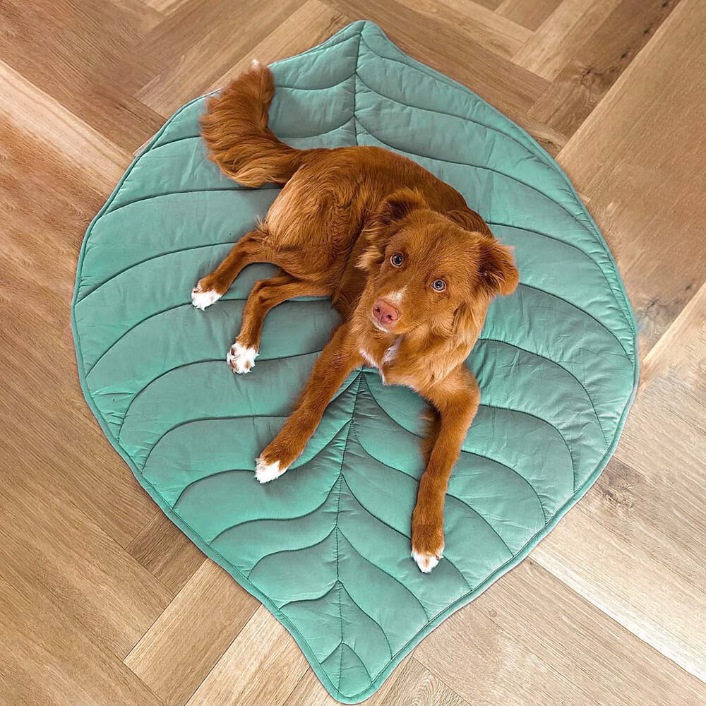 blattförmige hundedecke